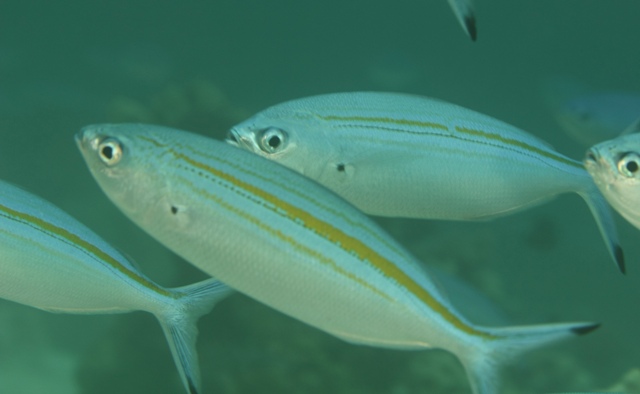 Caesio Varilineata